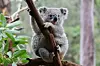 Koalas und Co. in Not: Australien will Artensterben stoppen | Der ...