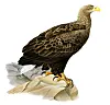 Seeadler