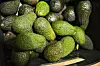 Avocados
