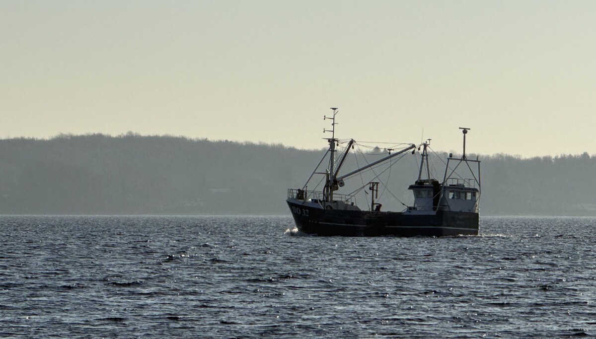 Mussel fishing in Flensburg Fjord banned from 2027 - | what you need to ...