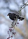 Schwarze Amsel sitzt auf einem kahlen Zweig und frisst rote Beeren