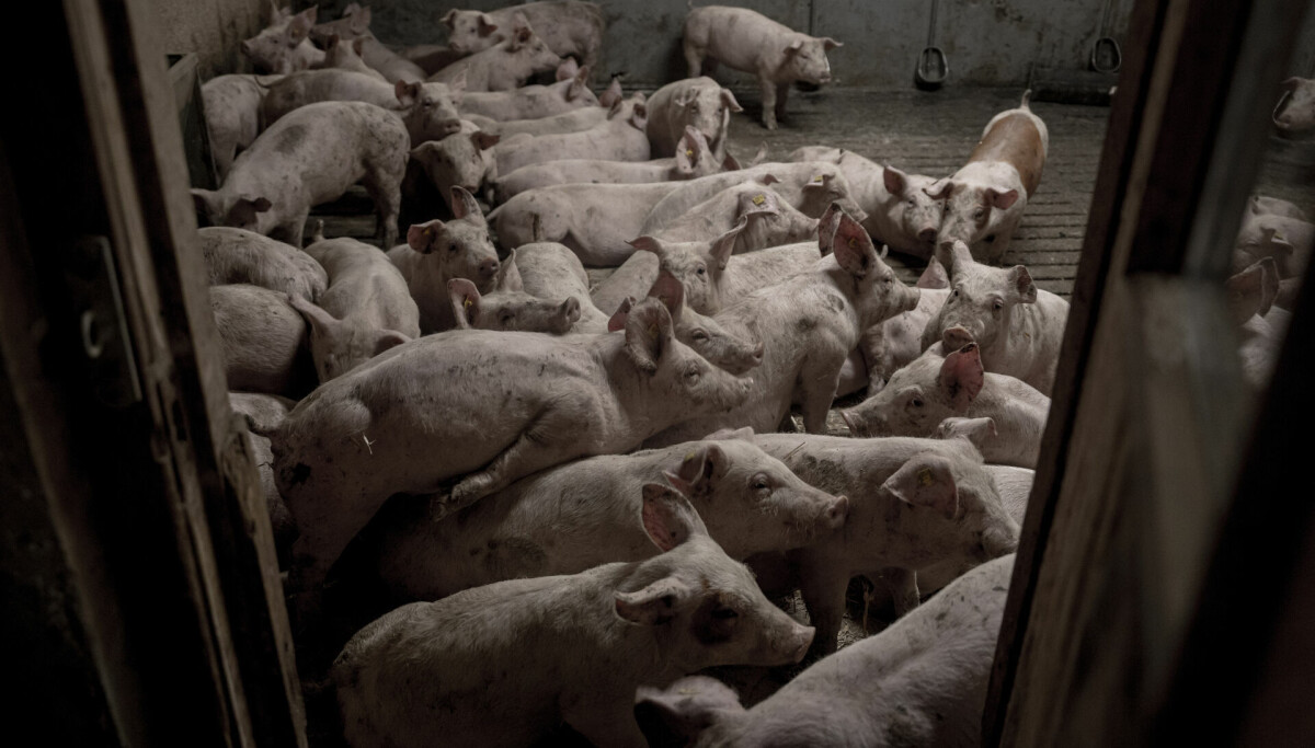 Dänische Schweine erhalten jährlich 73 Tonnen Antibiotika – wie der ...