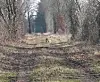 Ein Wolf steht auf einem breiten Waldweg zwischen kahlen Bäumen.
