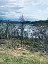 Hügelige Fjordlandschaft mit kahlen Birken und Wasser unter bedecktem Himmel