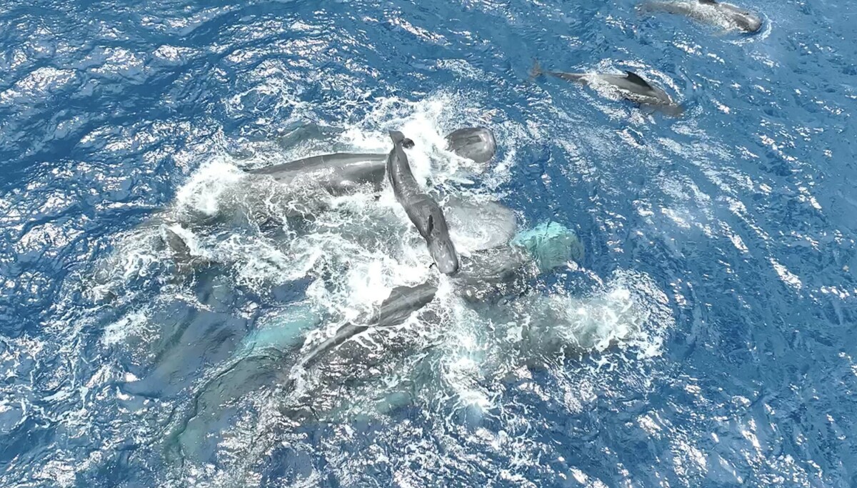 Unique footage: Sperm whales gather around a birth