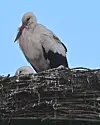 Zwei Weißstörche stehen in einem hohen Nest vor blauem Himmel.
