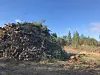 Großer Stapel gefällter Baumstämme am Rand einer lichten Wald- und Heidelandschaft.