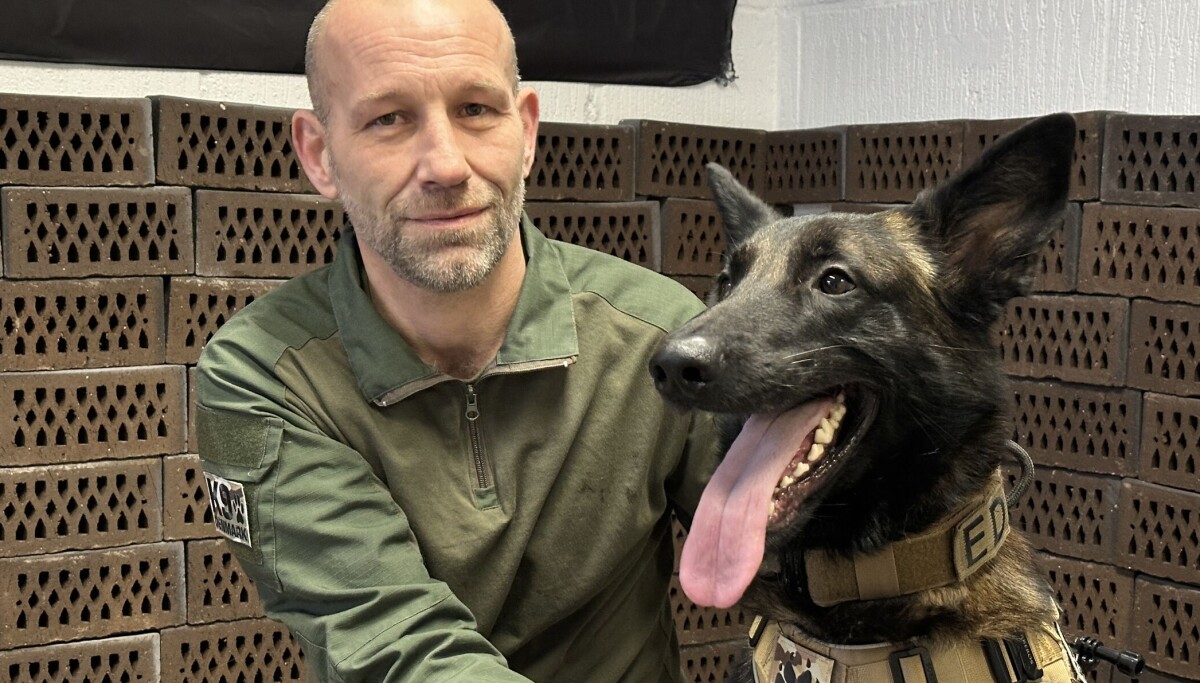 Sprengstoffhund Enzo: Wie ein belgischer Malinois Großveranstaltungen ...