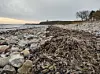 Mach mit und pflanze Seegras-Kartoffeln entlang der Flensburger Frde | Der  Nordschleswiger